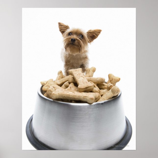 Bowl of dog Leckereien von Yorkshire Terrier Poster (Vorne)