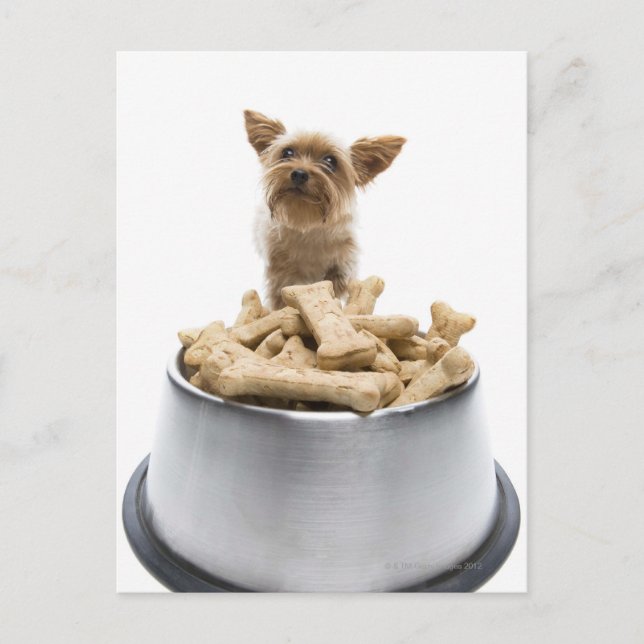 Bowl of dog Leckereien von Yorkshire Terrier Postkarte (Vorderseite)