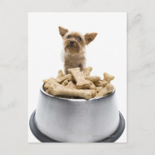 Bowl of dog Leckereien von Yorkshire Terrier Postkarte