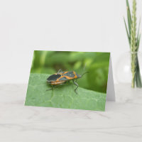 Box Elder Bug Coordinated Items