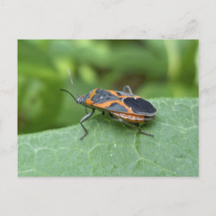 Box Elder Bug Coordinated Items Postkarte