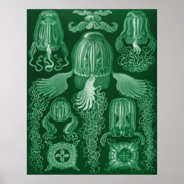 Box Jellyfish Poster (Vorne)