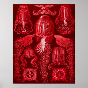 Box Jellyfish Poster