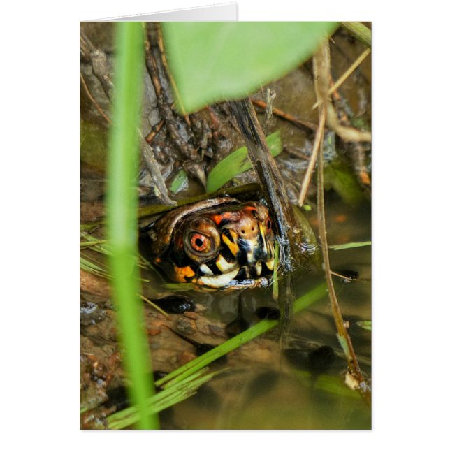 Box Turtle and Tadpoles (Vorne)