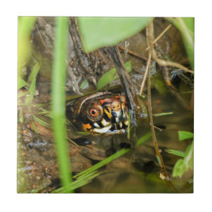 Box Turtle and Tadpoles Fliese