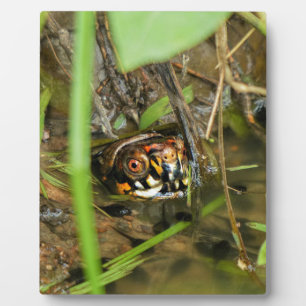 Box Turtle and Tadpoles Fotoplatte