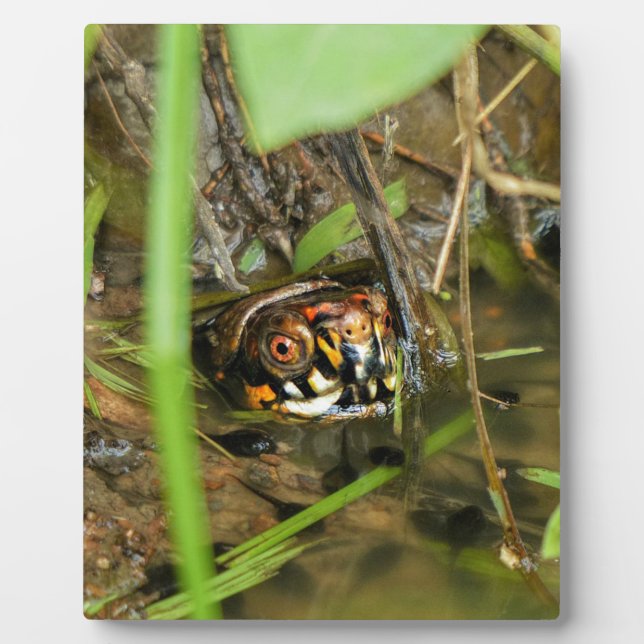 Box Turtle and Tadpoles Fotoplatte (Vorderseite)