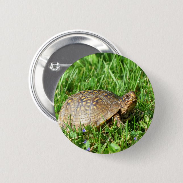 Box Turtle Button (Vorne & Hinten)