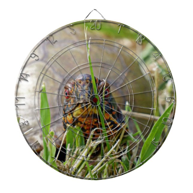 Box Turtle Dartscheibe (vorne)