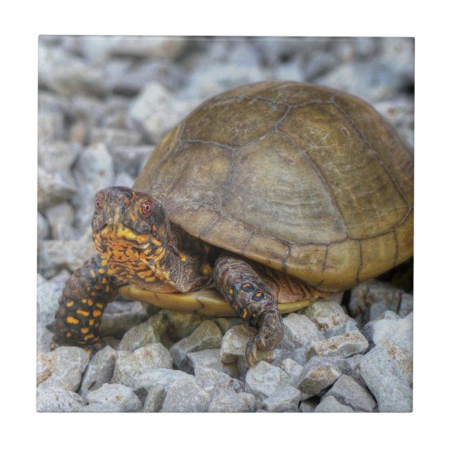 Box Turtle Fliese (Vorderseite)