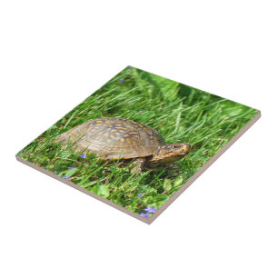 Box Turtle Fliese