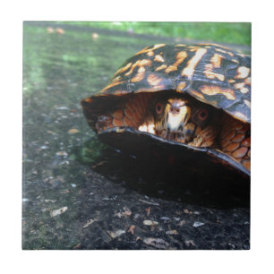 Box Turtle Fliese
