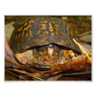 Box Turtle Fotodruck