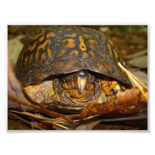 Box Turtle Fotodruck (Vorne)