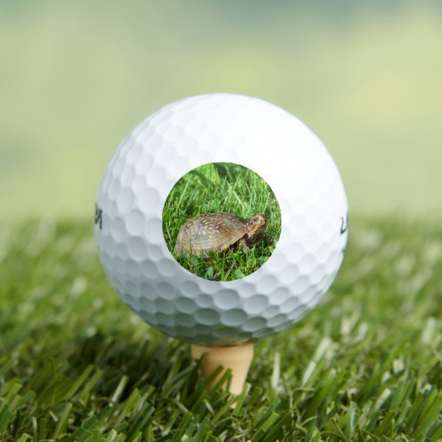 Box Turtle Golfball (Insitu T-Shirt)