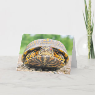 Box Turtle Greycard Karte