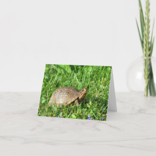 Box Turtle Karte