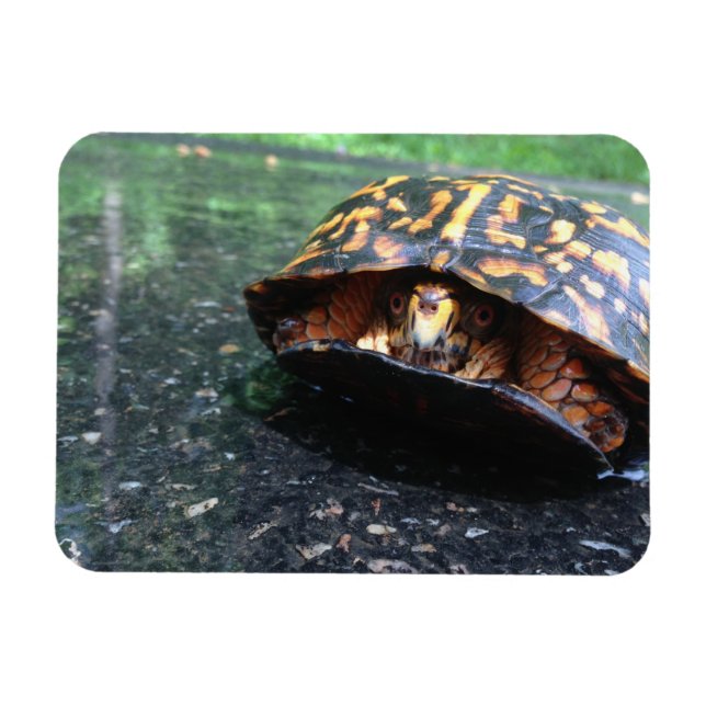 Box Turtle Magnet (Horizontal)