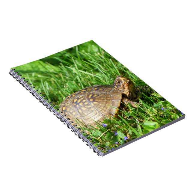 Box Turtle Notizblock (Rechte Seite)