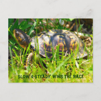 Box Turtle Postcard Postkarte