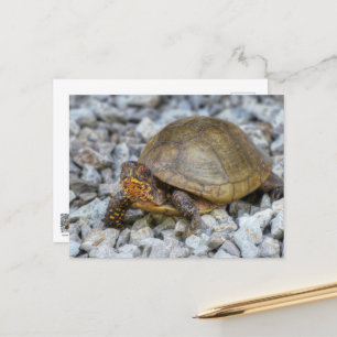 Box Turtle Postkarte