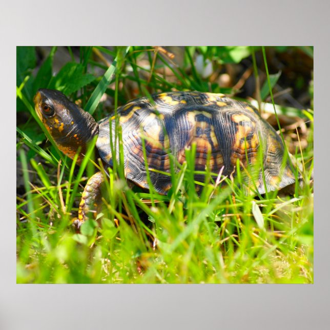 Box Turtle Print Poster (Vorne)