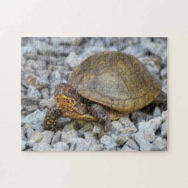 Box Turtle Puzzle (Horizontal)