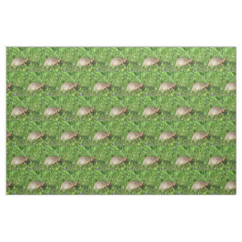 Box Turtle Stoff