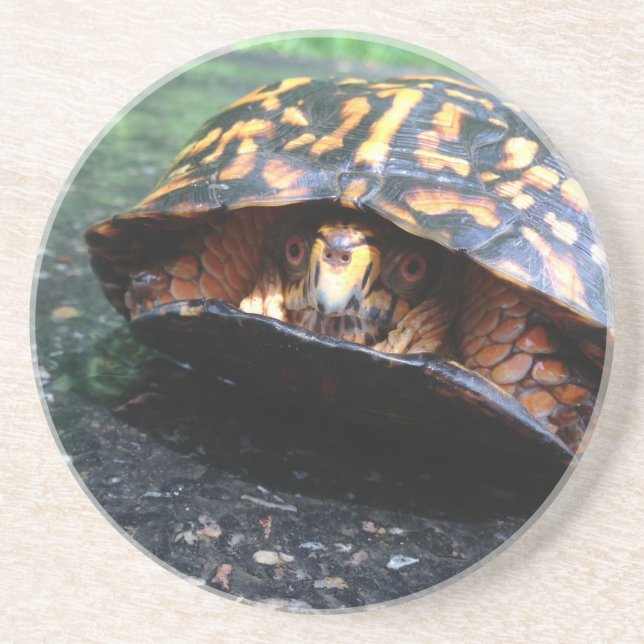 Box Turtle Untersetzer (Vorne)