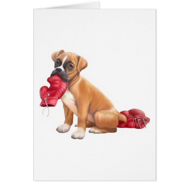 Boxer (Vorne)