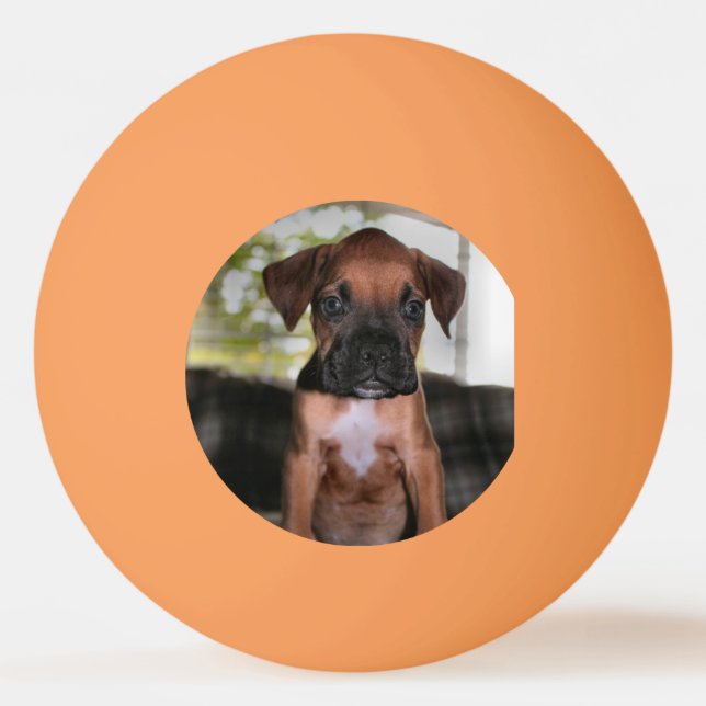 Boxer Bqby Tischtennisball (Vorderseite)