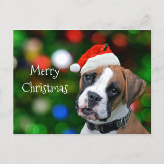 Boxer Christmas Feiertagspostkarte