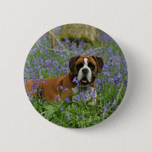 Boxer, der in Bluebells legt Button