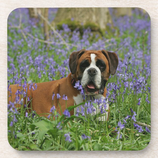 Boxer, der in Bluebells legt Getränkeuntersetzer (Vorderseite)