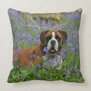Boxer, der in Bluebells legt Kissen