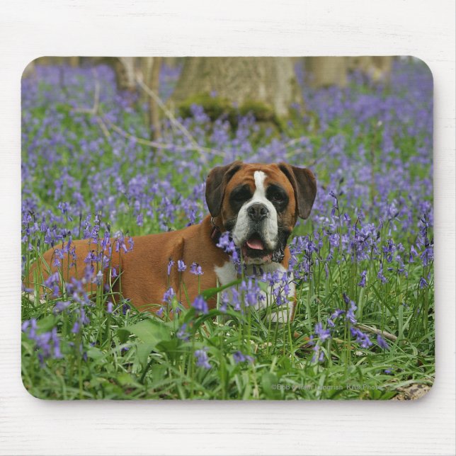Boxer, der in Bluebells legt Mousepad (Vorne)
