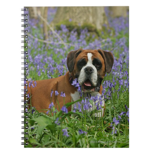 Boxer, der in Bluebells legt Notizblock (Vorderseite)