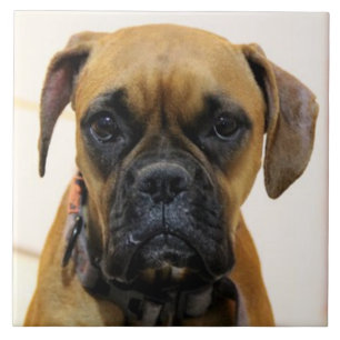 BOXER DOG 2, Liebe für Haustiere, bestes Friend-KE Fliese