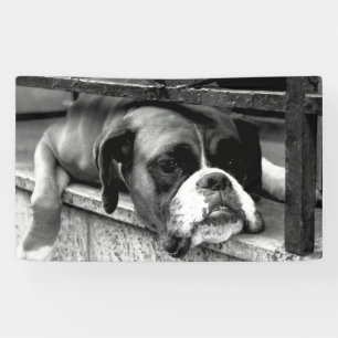 Boxer Dog auf der Windows-Schnittstelle Banner