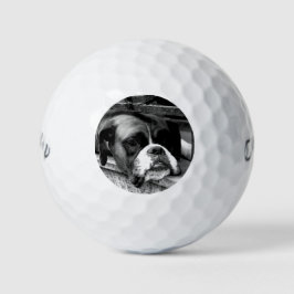 Boxer Dog auf Windows cwb gbcnm Golfball