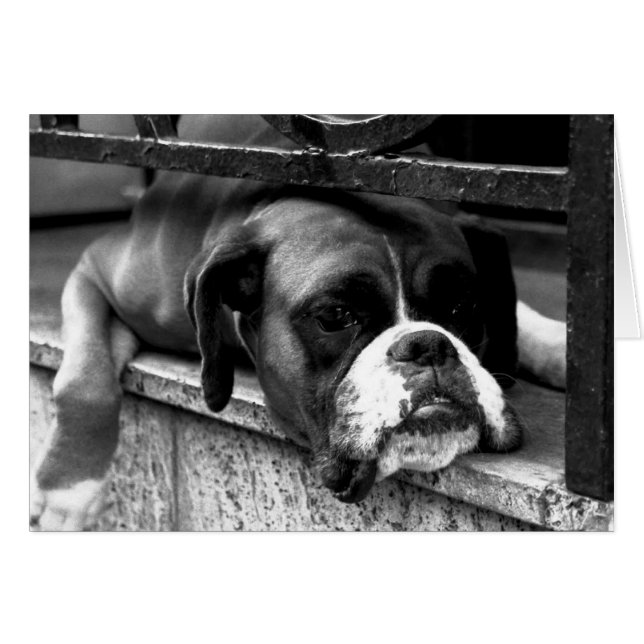 Boxer Dog auf Windows-Gccm-nm (Vorderseite (Horizontal))