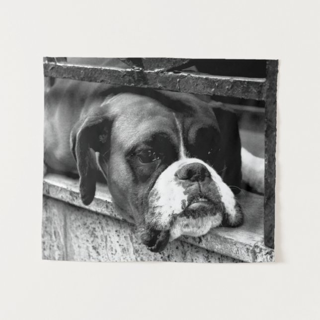 Boxer Dog auf Windows-ktcnm Wandteppich (Vorderseite (Horizontal))