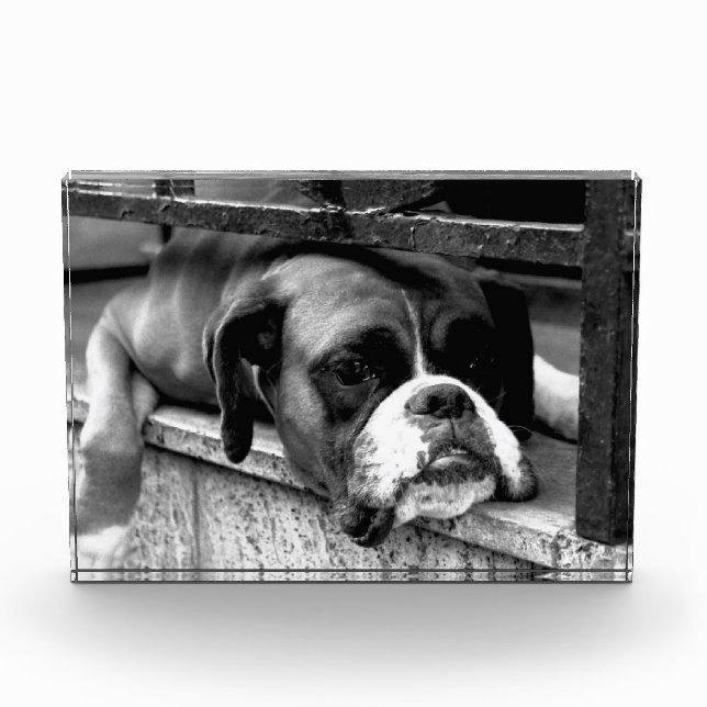 Boxer Dog auf Windows pbcna Fotoblock (Vorderseite)