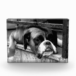 Boxer Dog auf Windows pbcnm Fotoblock
