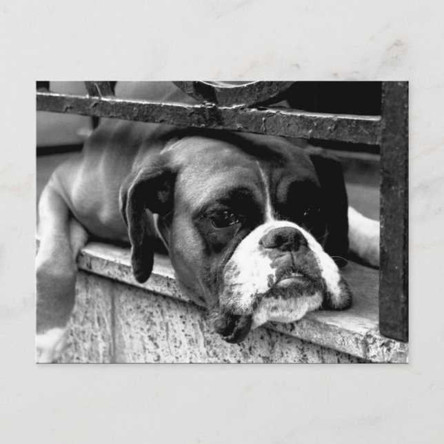 Boxer Dog auf Windows pca Postkarte (Vorderseite)