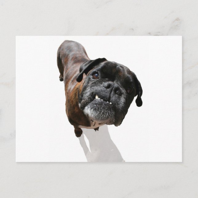 Boxer Dog Breed Postkarte (Vorderseite)