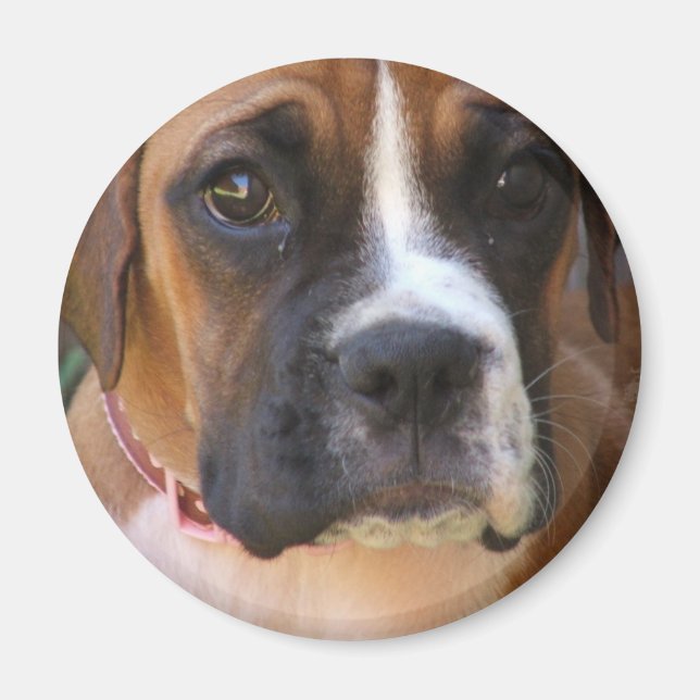 Boxer Dog Design Magnet (Vorne)
