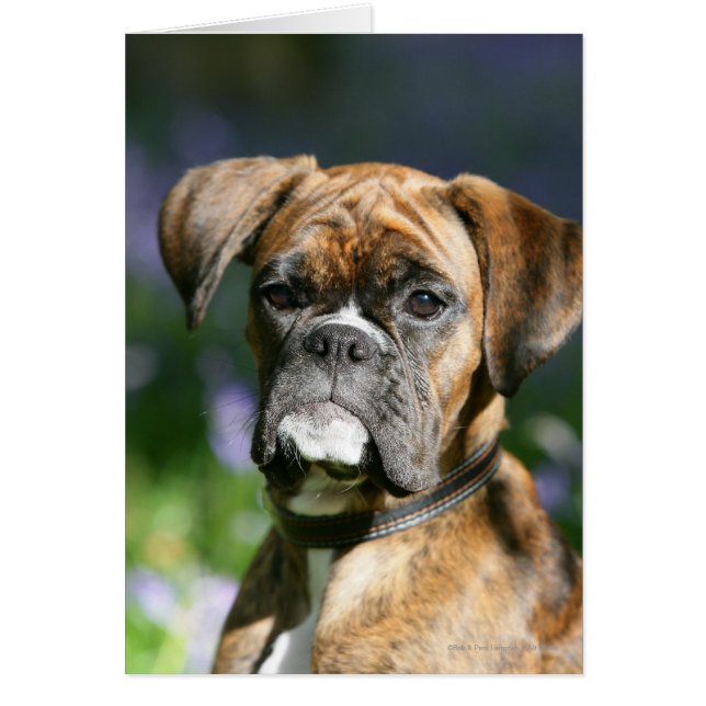Boxer Dog Headshot (Vorne)