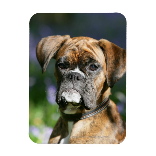 Boxer Dog Headshot Magnet (Vertikal)