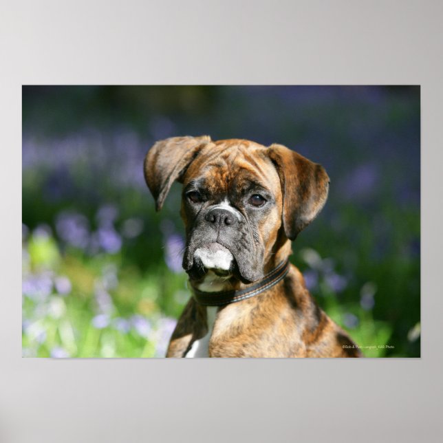 Boxer Dog Headshot Poster (Vorne)